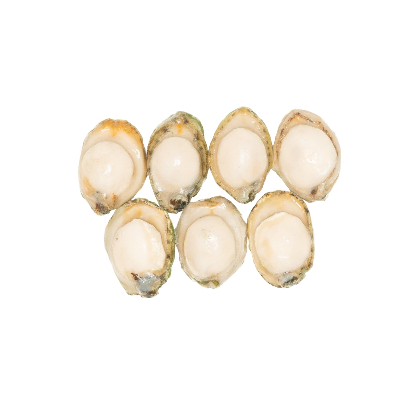 急凍BB青邊鮑 (6-7隻)